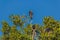 Greater yellow-headed vulture Cathartes melambrotus sits on top of a tree in the jungle and looks out for prey