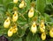 Greater Yellow Lady\\\'s Slipper Flowers