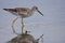 Greater yellow legs shakes drops of water from its beak as it searches for food in shallow water