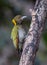 Greater yellow nape woodpecker