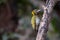 Greater yellow nape woodpecker