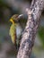 Greater yellow nape woodpecker