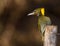 Greater yellow nape woodpecker