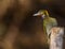 Greater yellow nape woodpecker