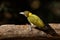 Greater yellow nape woodpecker