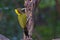 Greater yellow nape woodpecker bird