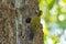 Greater yellow nape woodpecker bird