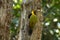 Greater yellow nape woodpecker bird