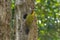 Greater yellow nape woodpecker bird