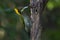 Greater yellow nape woodpecker bird