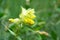 Greater Yellow-rattle with selective focus