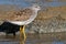 Greater Yellowlegs