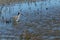 Greater Yellowlegs in blue water at the Sacramento Wildlife Refuge