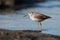 Greater Yellowlegs feeding at seaside