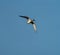 Greater Yellowlegs flying in the sky