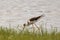 Greater Yellowlegs Sandpiper eating insects on near river