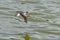 Greater Yellowlegs shorebird in flight