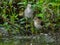 Greater Yellowlegs and Solitary Sandpiper