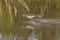 Greater yellowlegs and Stilt Sandpiper