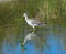 Greater Yellowlegs - Tringa melanoleuca