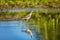 Greater yellowlegs (Tringa melanoleuca). Guanacaste department. Wildlife and birdwatching in Colombia