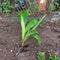 The greatest joy comes when a coconut planted in the temple sits in the garden.