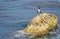 A Grebe Bird on A Rock