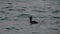 Grebe bird while swimming in garda lake