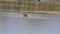 Grebe bird swimming in the lake