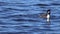 Grebe bird swims on the lake