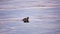 Grebe with chicks at sunset from Lulea campsite in Sweden