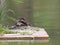 Grebe family on a floating nest in a pond