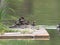 Grebe family on a floating nest in a pond