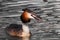 Grebe / Fuut watching his territory