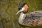 Grebe looking sideways