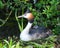 Grebe on nest with young.