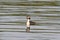 Grebe on the River Yare