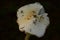 Grebe`s white mushroom cap in the morning dew in the dark