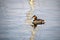 Grebe, waves and reflection