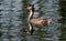 Grebes are aquatic diving birds in the order Podicipediformes.