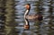 Grebes are aquatic diving birds in the order Podicipediformes