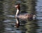 Grebes are aquatic diving birds in the order Podicipediformes.