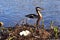 Grebes and nest