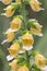 Grecian foxglove Digitalis laevigata, close-up of yellow-brown coloured flowers