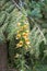 Grecian foxglove Digitalis laevigata, flowering plant natural habitat