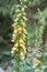 Grecian foxglove Digitalis laevigata, yellow-brown colours