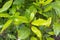 Grecian laurel (Laurus nobilis)