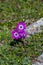 Grecian windflower Anemone Anemone pavonina blooming early spring