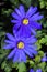 Grecian Windflower, Green Anemone Anemone bland