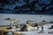 Gredos, Spain. 12-January-2019. Two trekkers walking on the snow towards a frozen lake during a beautiful sunny winter day